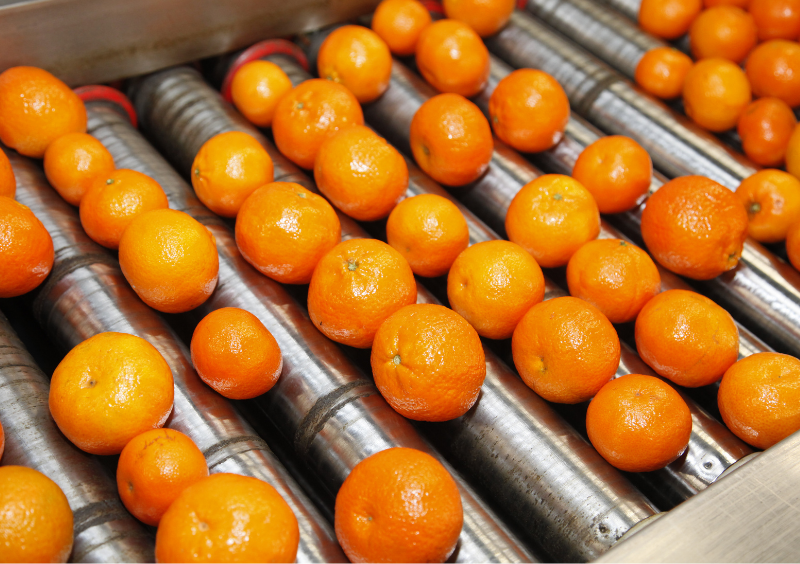 Pla Faus Almacen Distribuidor naranjas Comunidad Valenciana