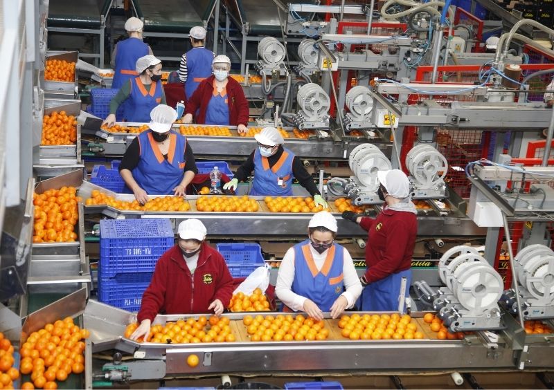 Pla Faus - confeccion naranjas y mandarinas en Valencia